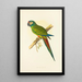 Reproduktion des Gemäldes Ara d'Illiger - Alexander Francis Lydon