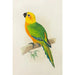 Jendaya-Conure-Gemälde - Alexander Francis Lydon — Ansicht des Kunstwerks