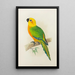 Jendaya-Conure-Gemälde - Alexander Francis Lydon — gerahmtes Bild an der Wand