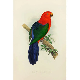 Alexander Francis Lydon - King Parrot or Parrakeet.webp