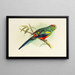 Perruche multicolore - Alexander Francis Lydon — gerahmtes Bild an der Wand
