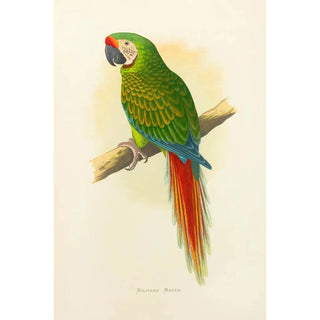 Alexander Francis Lydon - Military Macaw.webp