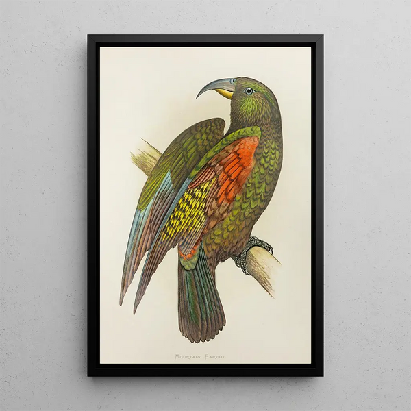 Alexander Francis Lydon - Mountain Parrot of New Zealand or Kea.webp