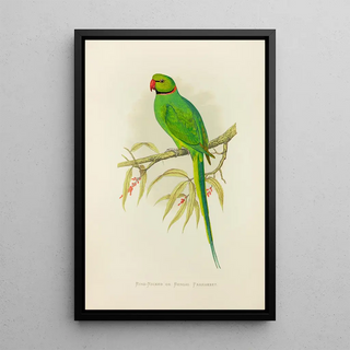Alexander Francis Lydon - RingNecked or Bengal Parrakeet.webp