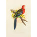 Perruche de Rose Hill ou rosella - Alexander Francis Lydon — Ansicht des Kunstwerks