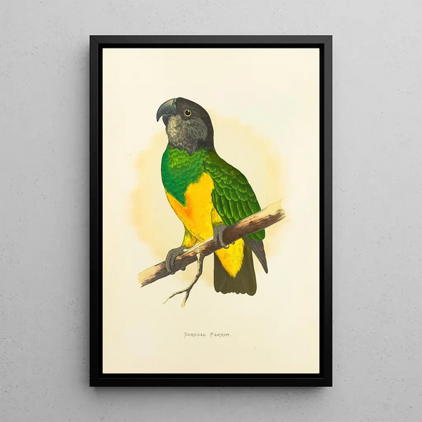 Alexander Francis Lydon - Senegal Parrot.webp