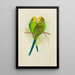 Wellensittich oder Wellensittich - Alexander Francis Lydon — gerahmtes Bild an der Wand