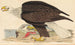 Weißkopfseeadler - Alexander Wilson — Ansicht des Kunstwerks