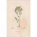 Reproduktion des Gemäldes Botanisches Gemälde Pl02 - Alexander von Humboldt