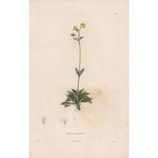 Alexander von Humboldt - Botanique Pl04.webp