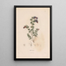 Reproduktion des Gemäldes Botanisches Gemälde Pl07 - Alexander von Humboldt