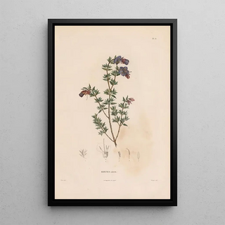 Alexander von Humboldt - Botanique Pl07.webp