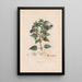Botanisches Gemälde Pl10 - Alexander von Humboldt — gerahmtes Bild an der Wand