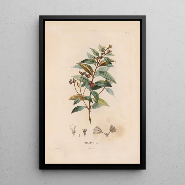 Alexander von Humboldt - Botanique Pl14.webp