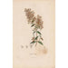 Botanisches Gemälde Pl15 - Alexander von Humboldt — Ansicht des Kunstwerks