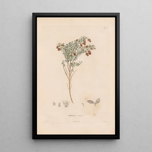 Alexander von Humboldt - Botanique Pl18.webp