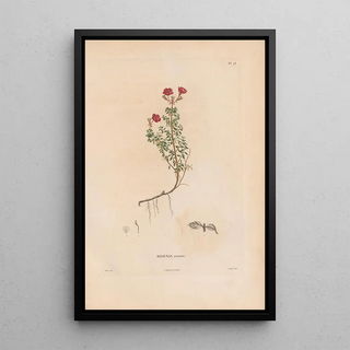 Alexander von Humboldt - Botanique Pl20.webp