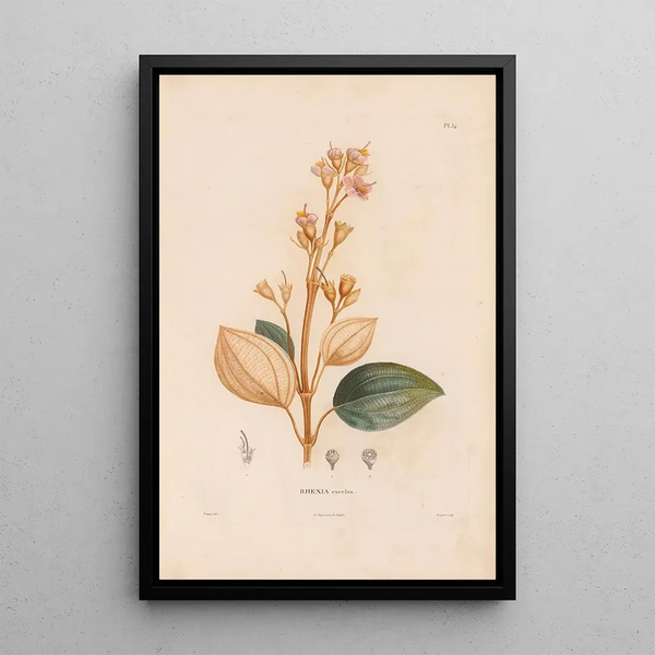 Alexander von Humboldt - Botanique Pl28.webp