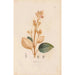 Reproduktion des Gemäldes Botanisches Gemälde Pl28 - Alexander von Humboldt