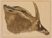 Antilope hippotrague - Alexandre Iacovleff — Ansicht des Kunstwerks