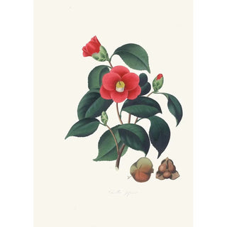 Alfred Chandler - Illustrations and descriptions of the plants which compose the natural order Camellieae Pl01.webp