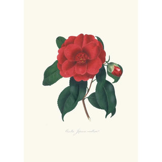Alfred Chandler - Illustrations and descriptions of the plants which compose the natural order Camellieae Pl10.webp