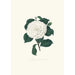 Illustrationen und Beschreibungen der Pflanzen, die die natürliche Ordnung der Camellieae bilden Pl11 - Alfred Chandler