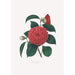 Illustrationen und Beschreibungen der Pflanzen, die die natürliche Ordnung der Camellieae bilden Pl12 - Alfred Chandler