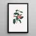 Illustrationen und Beschreibungen der Pflanzen, die die natürliche Ordnung der Camellieae ausmachen Pl13 - Alfred Chandler