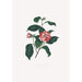 Illustrationen und Beschreibungen der Pflanzen, die die natürliche Ordnung der Camellieae ausmachen Pl13 - Alfred Chandler