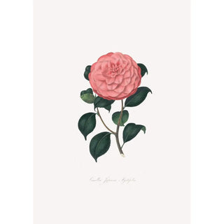 Alfred Chandler - Illustrations and descriptions of the plants which compose the natural order Camellieae Pl14.webp