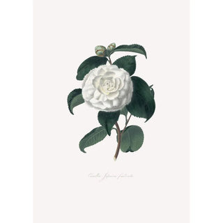 Alfred Chandler - Illustrations and descriptions of the plants which compose the natural order Camellieae Pl15.webp