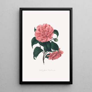 Alfred Chandler - Illustrations and descriptions of the plants which compose the natural order Camellieae Pl19.webp