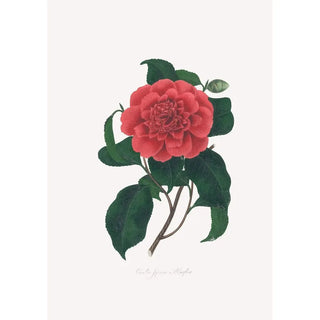 Alfred Chandler - Illustrations and descriptions of the plants which compose the natural order Camellieae Pl20.webp