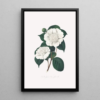 Alfred Chandler - Illustrations and descriptions of the plants which compose the natural order Camellieae Pl21.webp