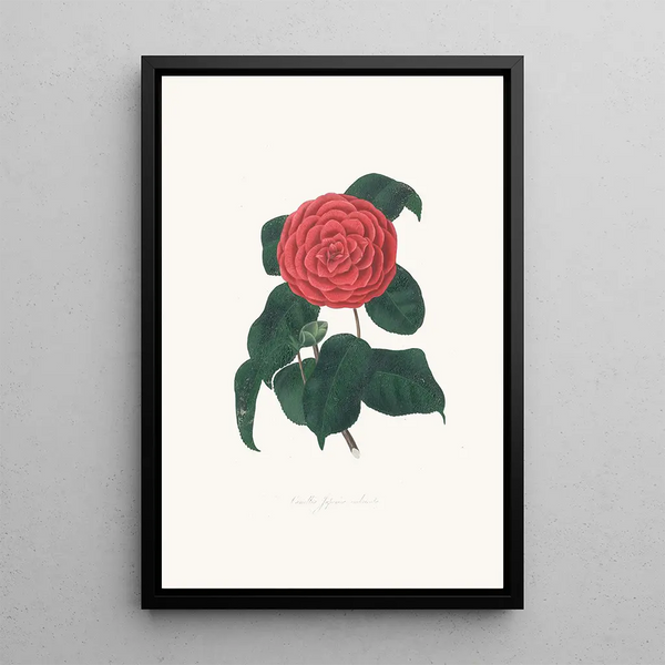 Alfred Chandler - Illustrations and descriptions of the plants which compose the natural order Camellieae Pl22.webp
