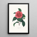 Illustrationen und Beschreibungen der Pflanzen, die die natürliche Ordnung der Camellieae bilden Pl23 - Alfred Chandler — gerahmtes Bild an der Wand