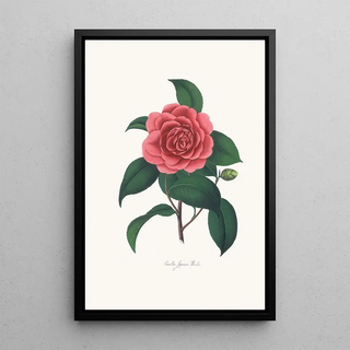 Alfred Chandler - Illustrations and descriptions of the plants which compose the natural order Camellieae Pl23.webp