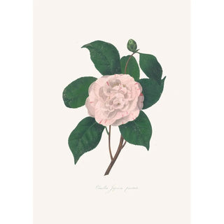 Alfred Chandler - Illustrations and descriptions of the plants which compose the natural order Camellieae Pl24.webp