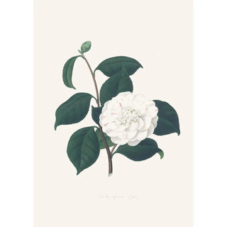Alfred Chandler - Illustrations and descriptions of the plants which compose the natural order Camellieae Pl30.webp