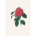 Illustrationen und Beschreibungen der Pflanzen, die die natürliche Ordnung der Camellieae bilden Pl34 - Alfred Chandler