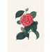 Illustrationen und Beschreibungen der Pflanzen, die die natürliche Ordnung der Camellieae bilden Pl35 - Alfred Chandler