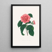 Illustrationen und Beschreibungen der Pflanzen, die die natürliche Ordnung der Camellieae ausmachen Pl36 - Alfred Chandler
