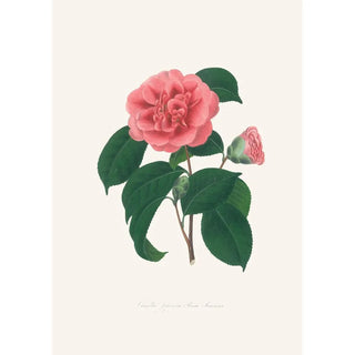 Alfred Chandler - Illustrations and descriptions of the plants which compose the natural order Camellieae Pl36.webp