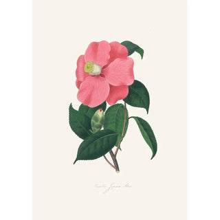Alfred Chandler - Illustrations and descriptions of the plants which compose the natural order Camellieae Pl38.webp