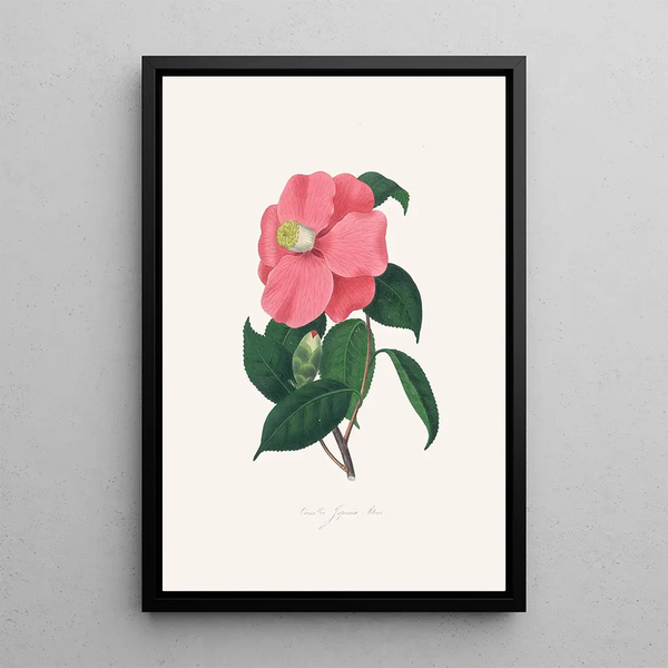 Illustrationen und Beschreibungen der Pflanzen, die die natürliche Ordnung der Camellieae bilden Pl38 - Alfred Chandler — gerahmtes Bild an der Wand
