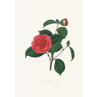 Alfred Chandler - Illustrations and descriptions of the plants which compose the natural order Camellieae Pl40.webp
