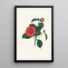 Illustrationen und Beschreibungen der Pflanzen, die die natürliche Ordnung Camellieae bilden Pl40 - Alfred Chandler — gerahmtes Bild an der Wand
