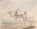 Kamel beladen - Alfred Diston — Ansicht des Kunstwerks