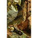 Die Insekten Tausendfüßer und Spinnen Pl 05 - Alfred Edmund Brehm — Ansicht des Kunstwerks
